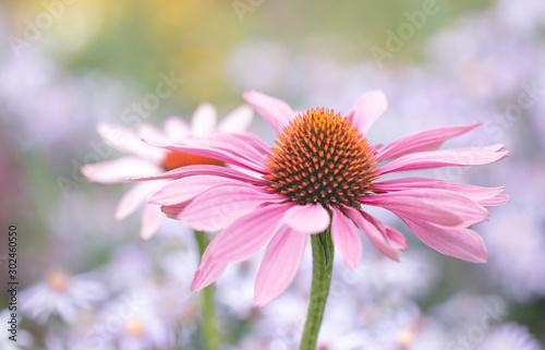 Blüte des Sonnenhut (Echinacea)