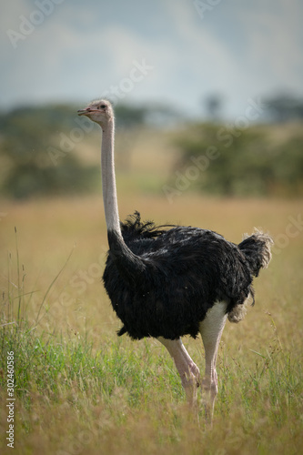 Common ostrich stands in grass watching camera