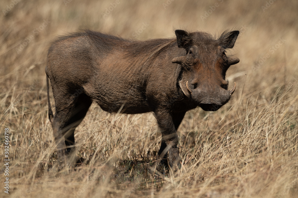 Fototapeta premium Common warthog eyes camera from long grass