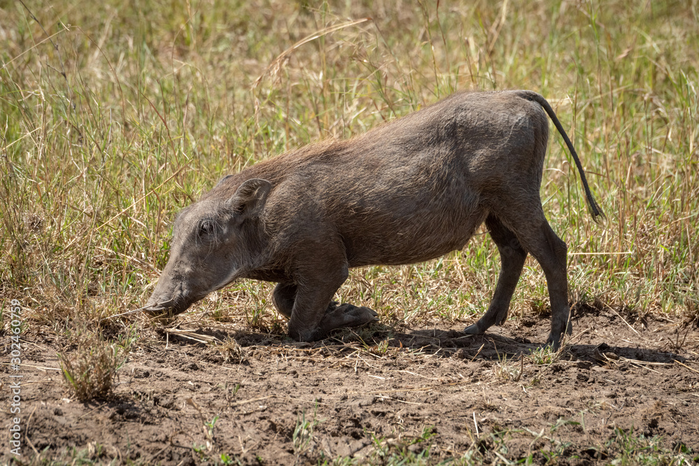Common warthog grazes kneeling in sunlit grass Common warthog grazes kneeling in sunlit grass
