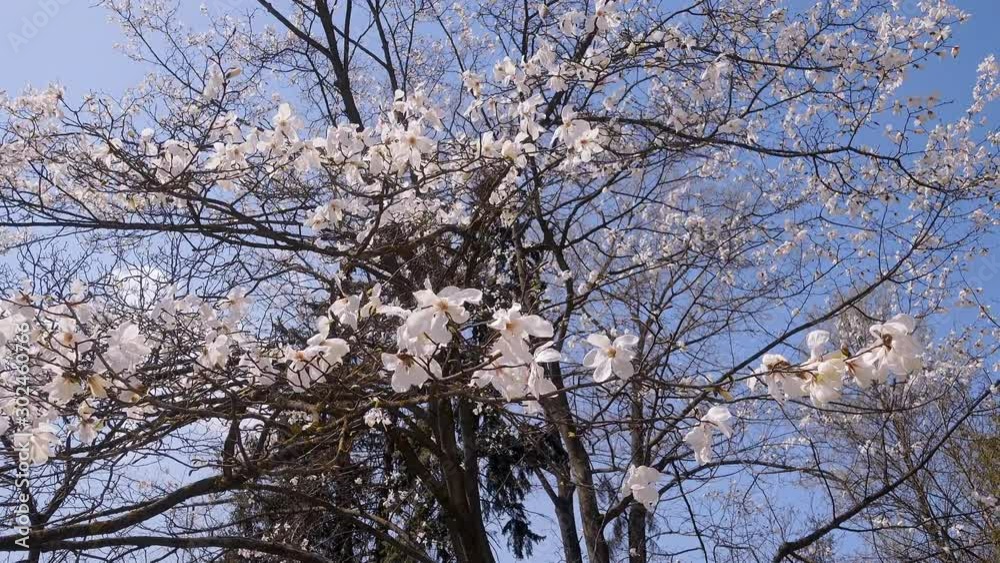 Splendid lush magnolia flowers in sunlight against blue sky. Splendid lush magnolia flowers in sunlight against blue sky.
