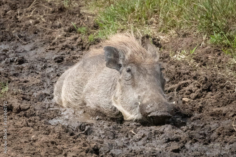 Common warthog lies in mud eyeing camera Common warthog lies in mud eyeing camera