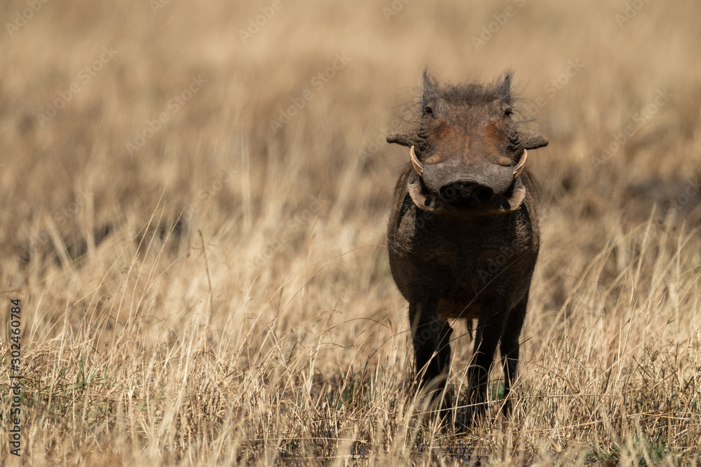 Fototapeta premium Common warthog facing camera in burnt grass