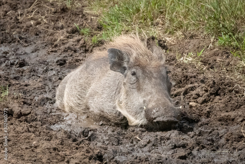 Common warthog lies in mud eyeing camera