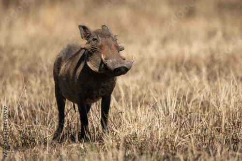Common warthog in burnt grass eyes camera