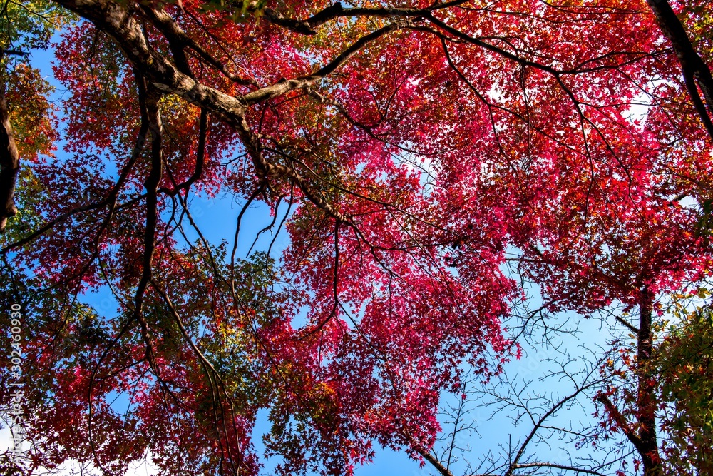 朝地の紅葉 朝地の紅葉