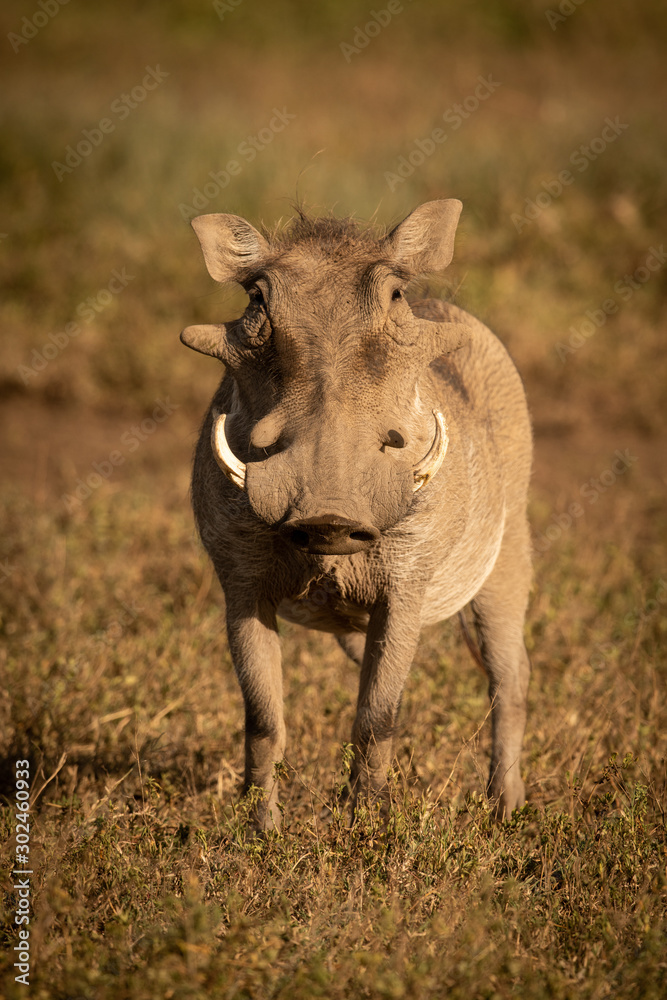 Common warthog stands in grass facing camera Common warthog stands in grass facing camera