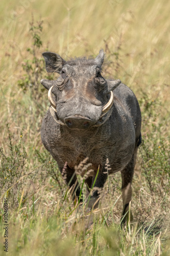 Common warthog stands in long grass eyeing camera