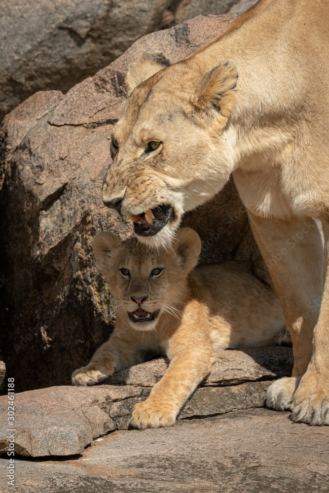 Naklejka premium Cub lies on rocks with growling lioness