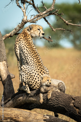 Cub lies behind cheetah on fallen branch