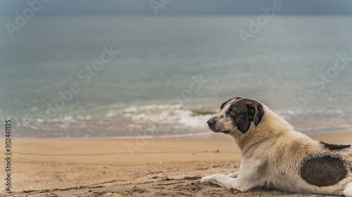 stray alone dog living on the beach