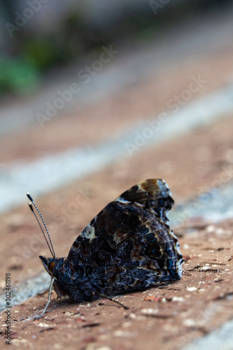 Red Admiral Butterfly, Vanessa Atalanta, resting on a brown brick wall