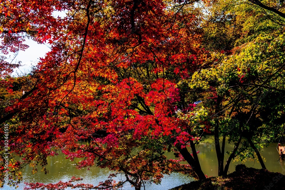 朝地の紅葉 朝地の紅葉