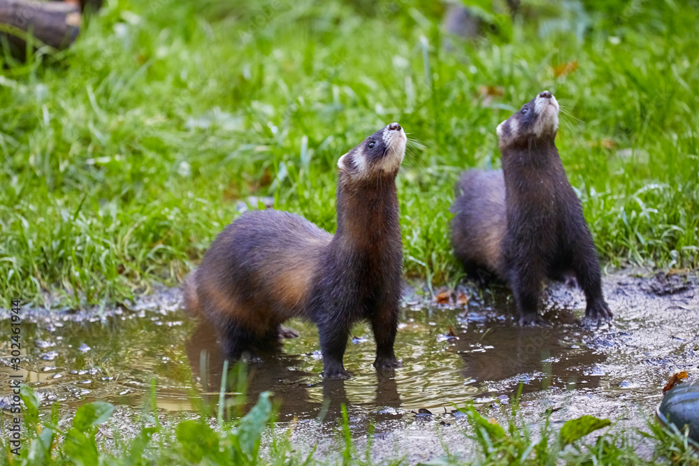 Obraz premium Cute polecat waiting for the feeding