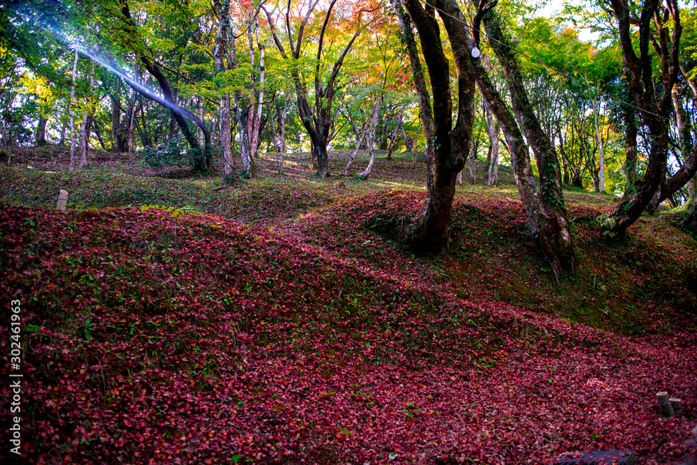Naklejka premium 朝地の紅葉