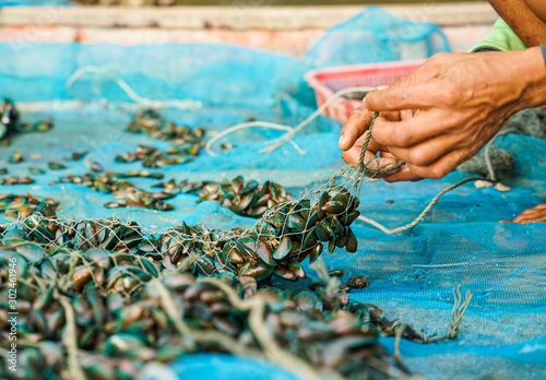small sea mussels in the hands of local fisherman before mussel farm