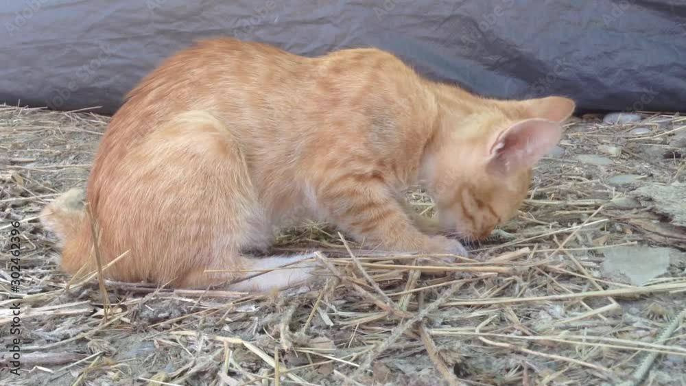 Wild Red kitten Cat eats a lizard on the Ground in Nature Close up Wild Red kitten Cat eats a lizard on the Ground in Nature Close up