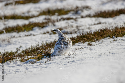 Ptarmigan, Lagopus muta, in half winter moult during a sunny day in November/winter amongst snow and heather in Scotland. © Paul