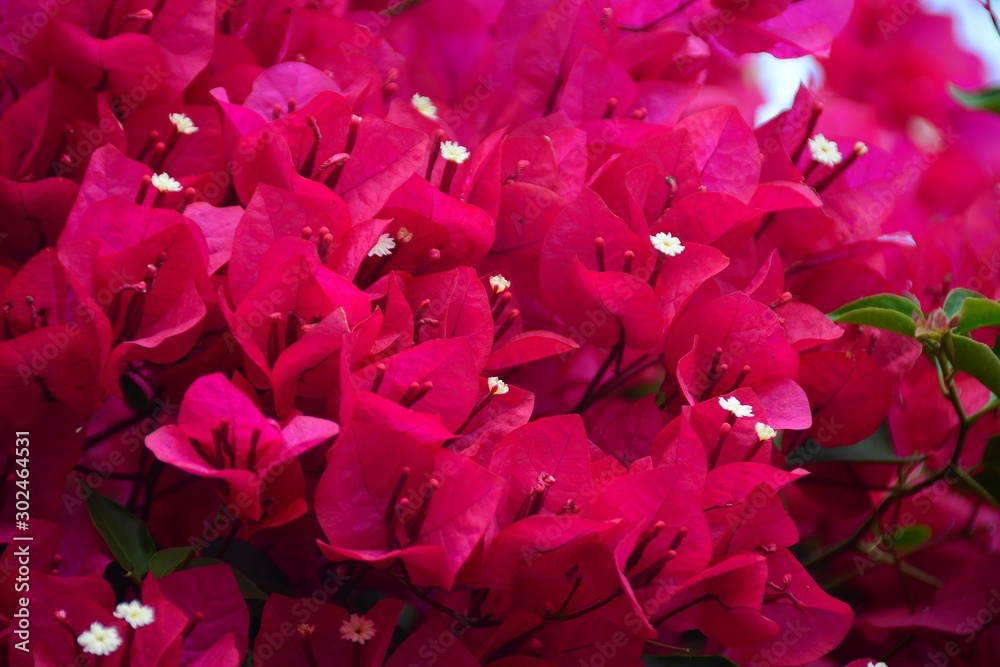a branch with many flowers of Bougainvillea glabra