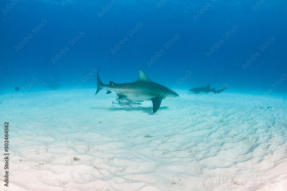 Fototapeta premium Bull shark at the Bahamas
