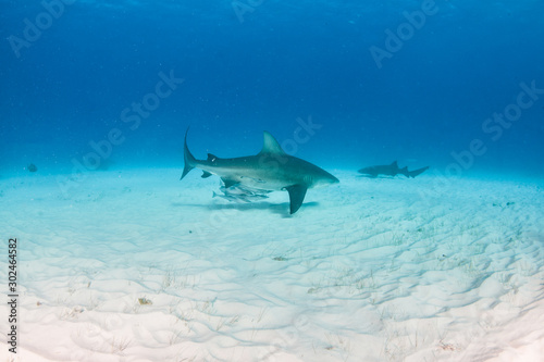 Bull shark at the Bahamas