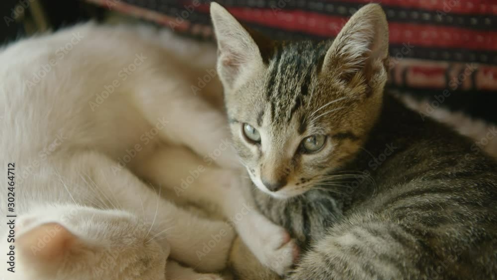 A gorgeous young kitten looks towards camera before sleeping A gorgeous young kitten looks towards camera before sleeping