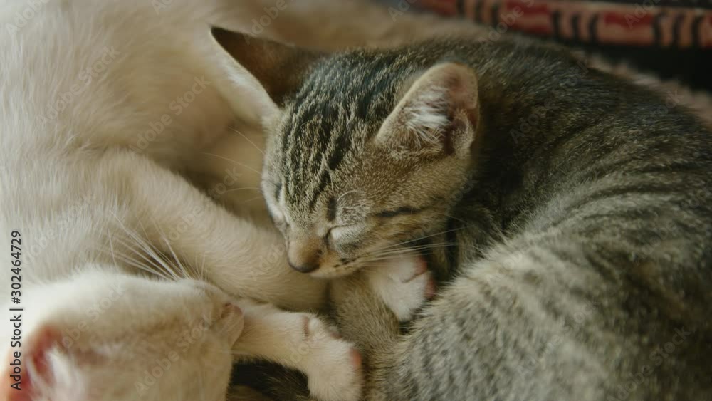 Stunning shot of two cute kittens snuggling together in sleep Stunning shot of two cute kittens snuggling together in sleep