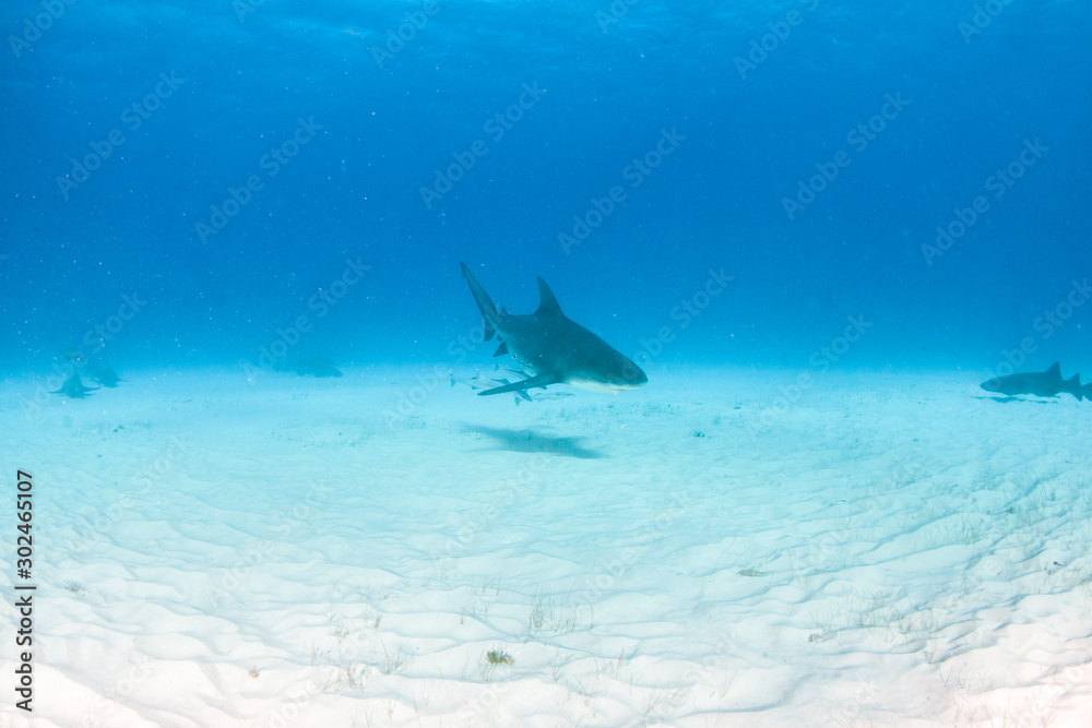 Fototapeta premium Bull shark at the Bahamas