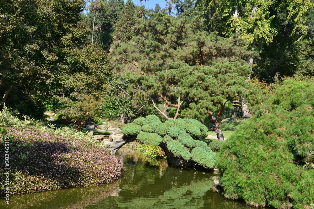 Pond at a Japanese garden in California
