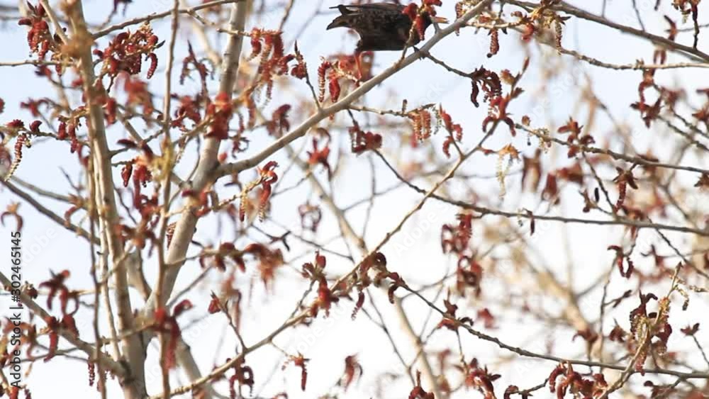 starling in the spring eat catkins on tree branches starling in the spring eat catkins on tree branches
