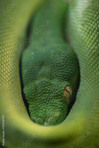 A closeup of the head of an Australian green tree python (Morelia viridis), resting in coils of its body