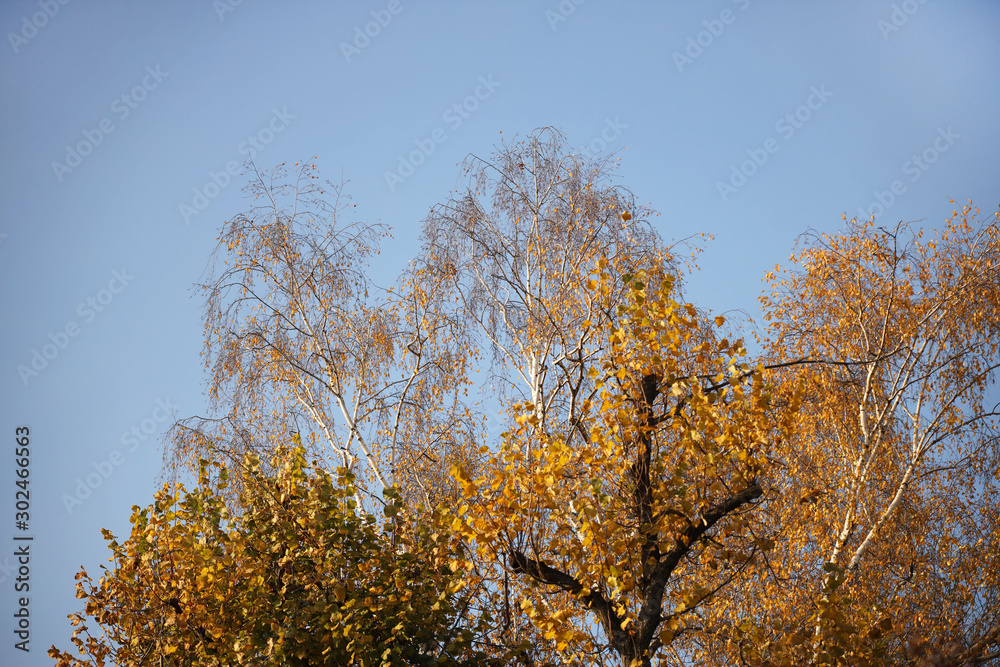 Fototapeta premium Yellowed foliage on autumn trees on a sunny clear day. Change of seasons. Calm time to summarize efforts and harvest. Solemn mood. Wilting nature. An abundance of warm colors. Fiery colors