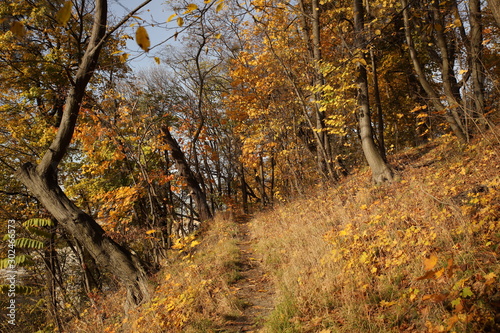 Yellowed foliage on autumn trees on a sunny clear day. Change of seasons. Calm time to summarize efforts and harvest. Solemn mood. Wilting nature. An abundance of warm colors. Fiery colors
