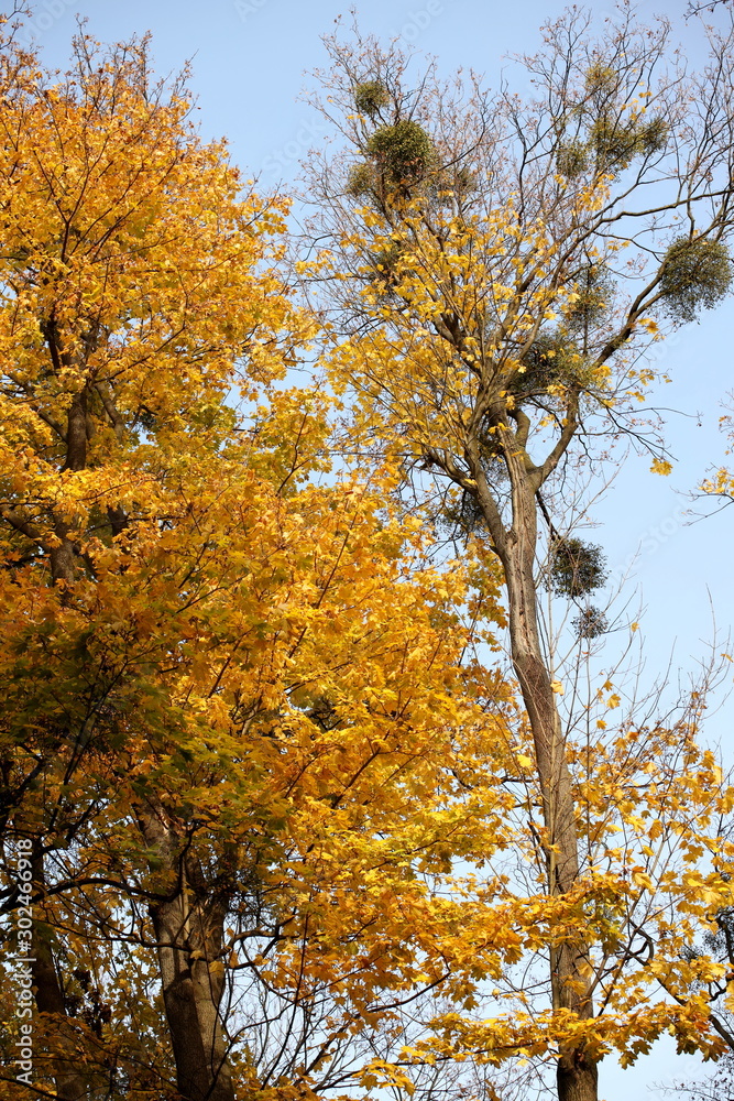 Yellowed foliage on autumn trees on a sunny clear day. Change of seasons. Calm time to summarize efforts and harvest. Solemn mood. Wilting nature. An abundance of warm colors. Fiery colors Yellowed foliage on autumn trees on a sunny clear day. Change of seasons. Calm time to summarize efforts and harvest. Solemn mood. Wilting nature. An abundance of warm colors. Fiery colors
