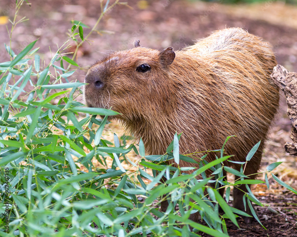 a capybara hiding in the bushes a capybara hiding in the bushes