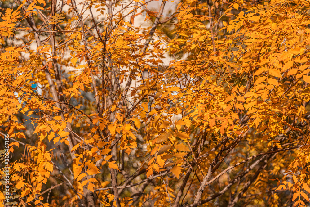 autumnal tree of places square in zaragoza spain