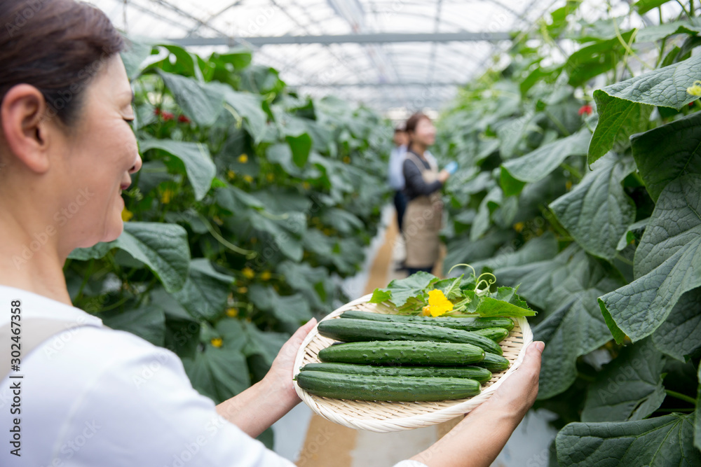 Obraz premium 収穫した胡瓜