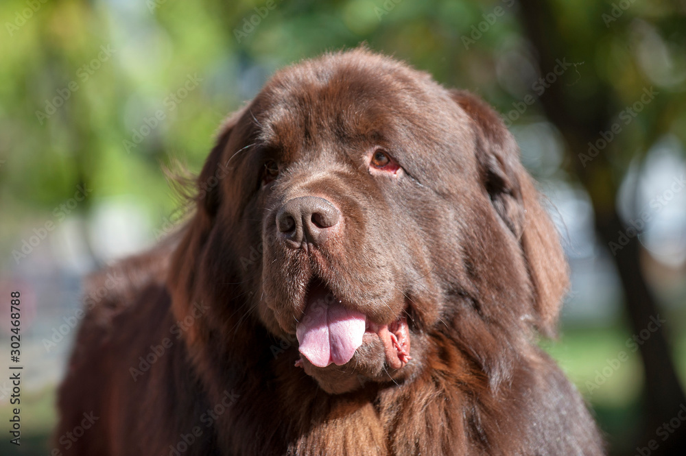 Newfoundland dog