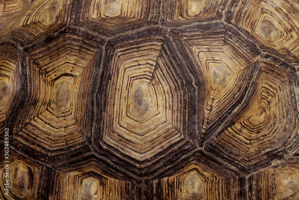 Blurred Pattern Of Tortoise Shell. Cropped Shot Of Tortoise Shell. Blurred Abstract Nature Background Texture. Blurred Pattern Of Tortoise Shell. Cropped Shot Of Tortoise Shell. Blurred Abstract Nature Background Texture.