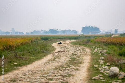 Woolly-necked stork eating snake on a dirt-road in the fields © asiraj