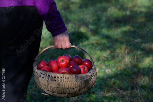 Farmer's Hands Hold A Large Basket Full Of Ripe Apples