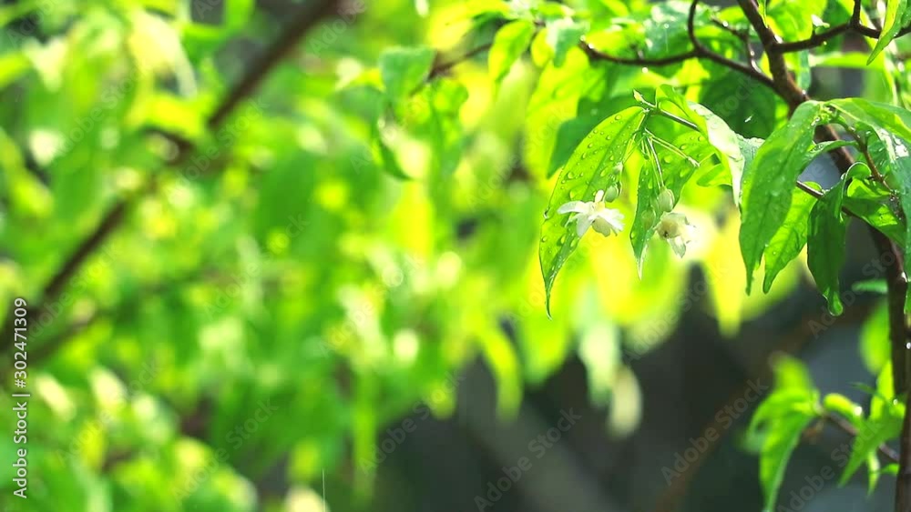rain drop in the garden and blurred green background moving by wind and sunlight in afternoon reflection on leaves1 rain drop in the garden and blurred green background moving by wind and sunlight in afternoon reflection on leaves1