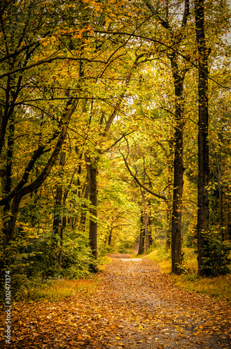 Wooded path in fall foliage © DGL
