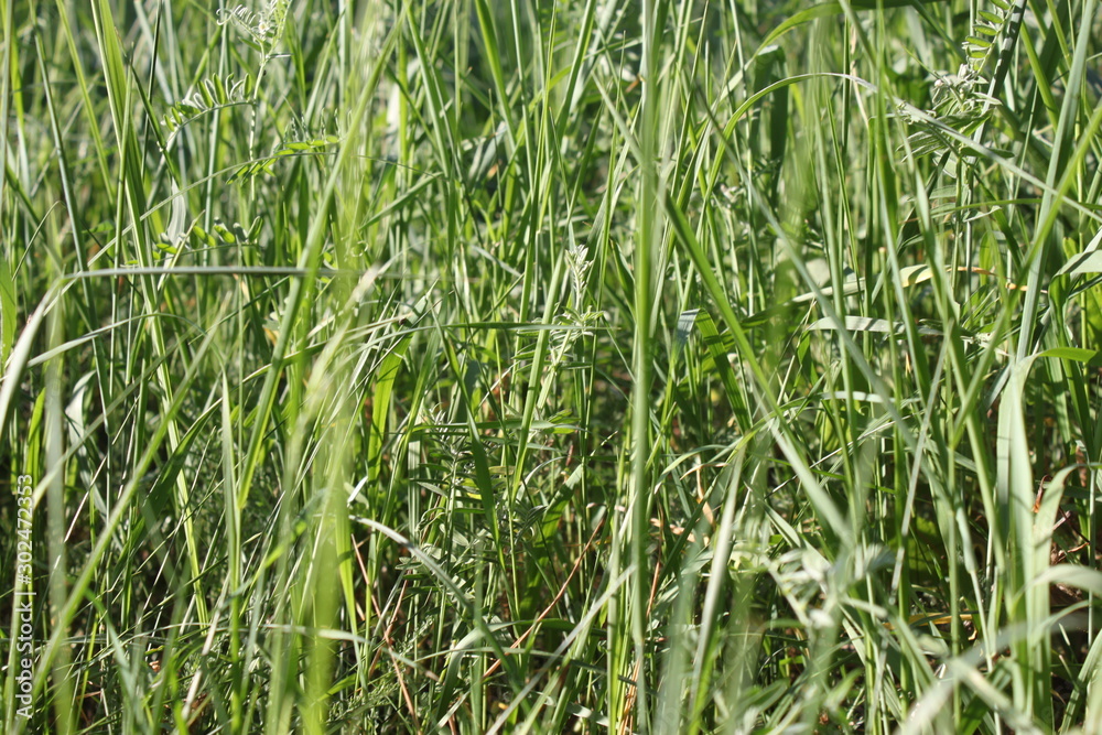 texture green grass background wallpaper texture green grass background wallpaper