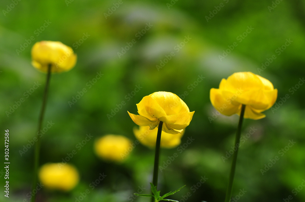 Trollblumen Trollblumen