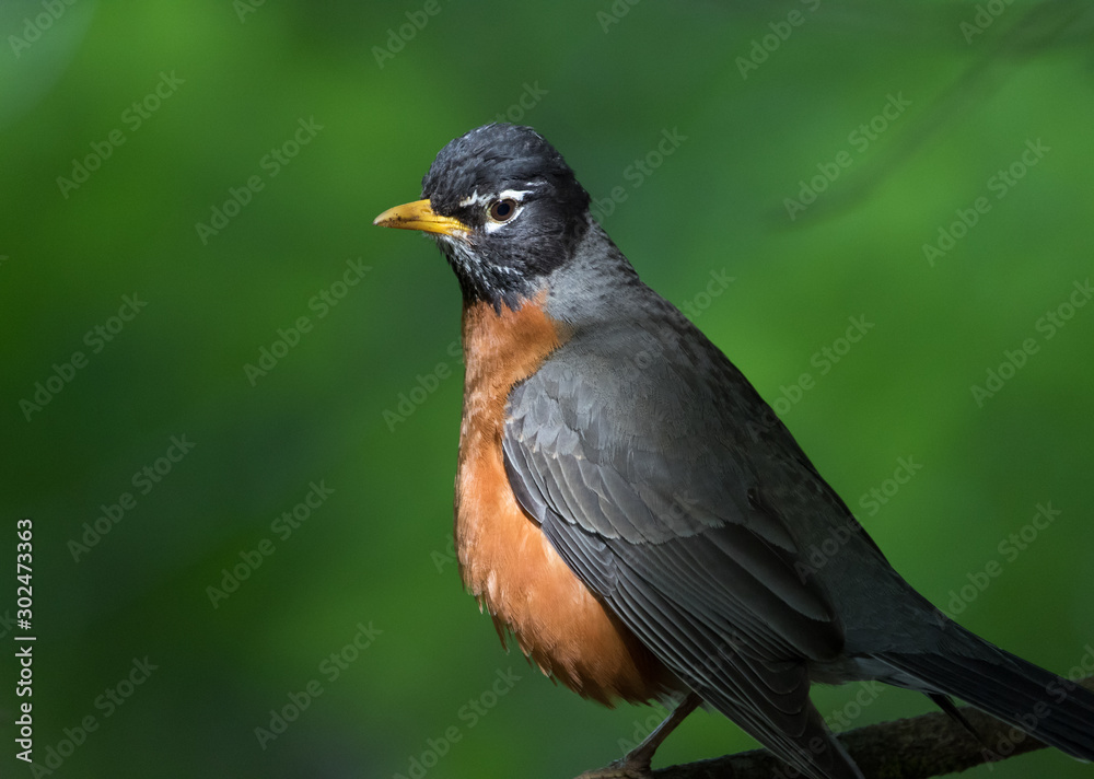 American Robin (Turdus migratorius) dramatically lit by sunlight filtering through dense woods where this shot was made. American Robin (Turdus migratorius) dramatically lit by sunlight filtering through dense woods where this shot was made.