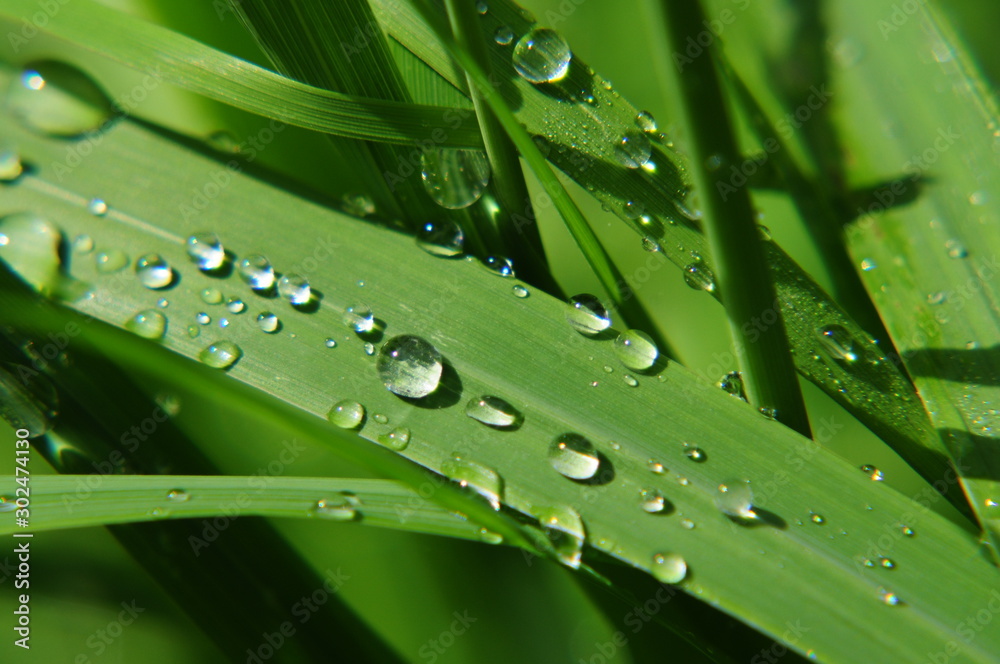 Regentropfen auf Gras Regentropfen auf Gras
