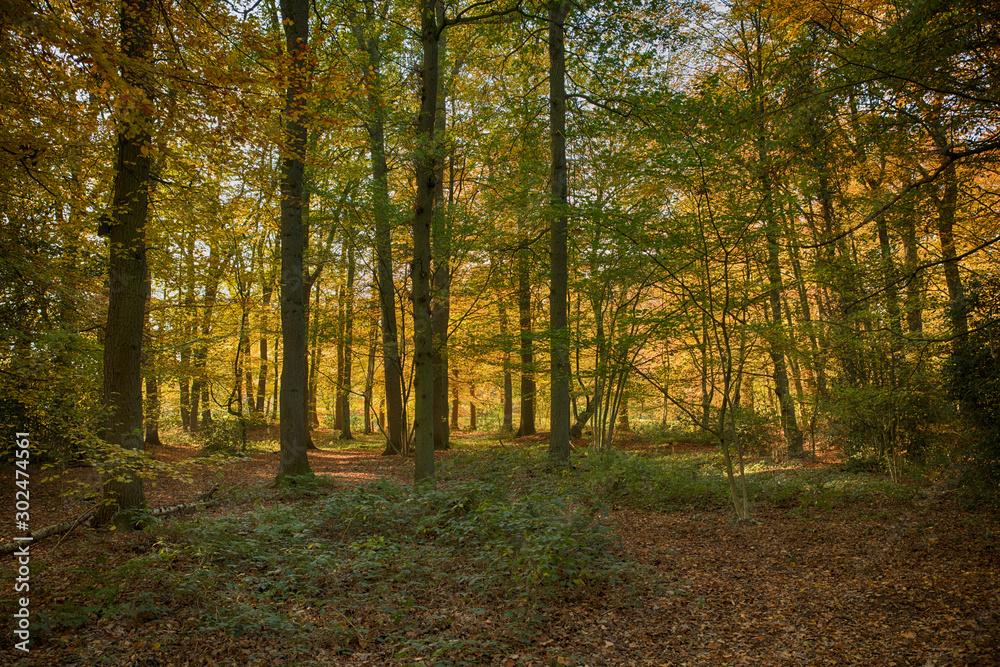 forest in autumn colors like gold red and orange
