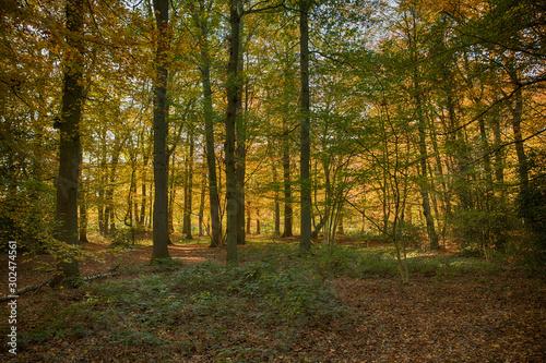 forest in autumn colors like gold red and orange
