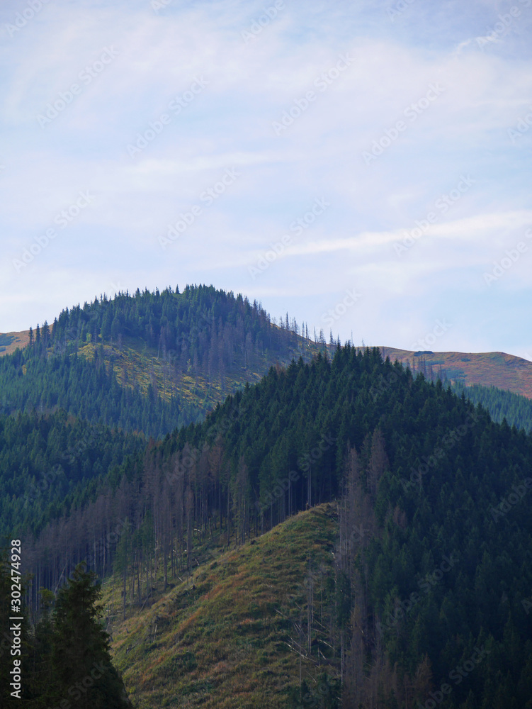 mountains in autumn forest travel